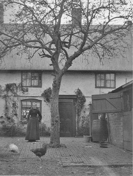 The garden of Apple Tree Cottage, with the apple tree in the foreground.