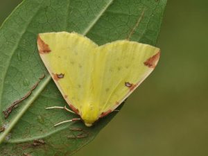 Brimstone Moth