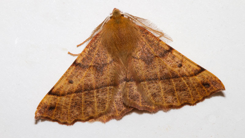 A brown moth with feathered edge wings