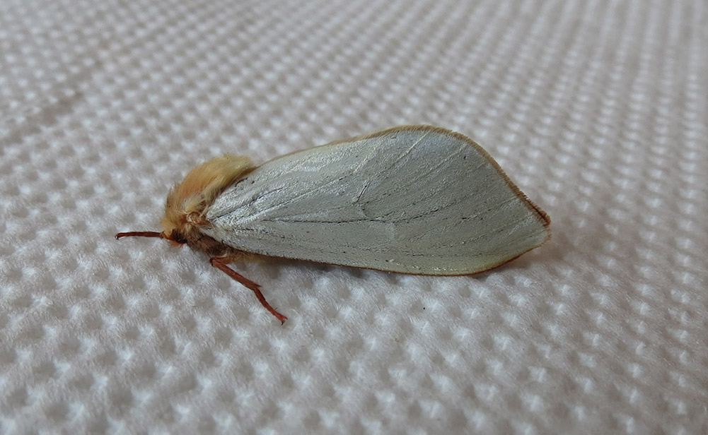 A Ghost Moth with white wings