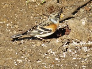 Brambling