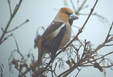 Hawfinch