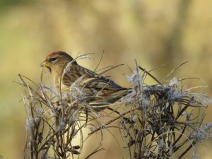 Lesser Redpoll