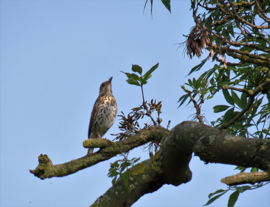 Song thrush