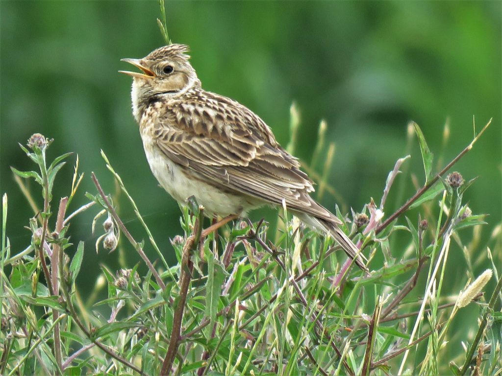 Skylark