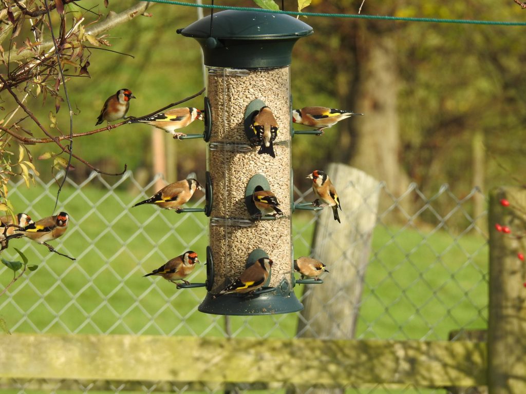 Birds at a bird feeder