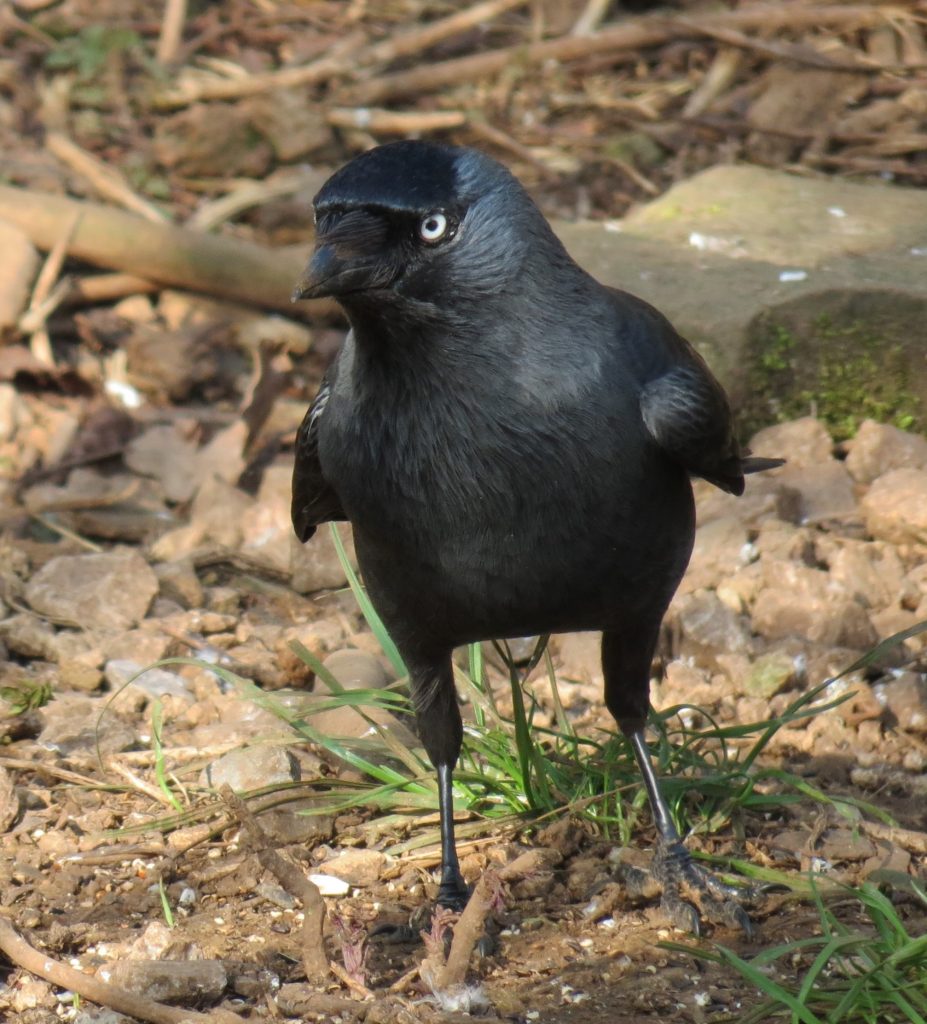 A Jackdaw Corvid