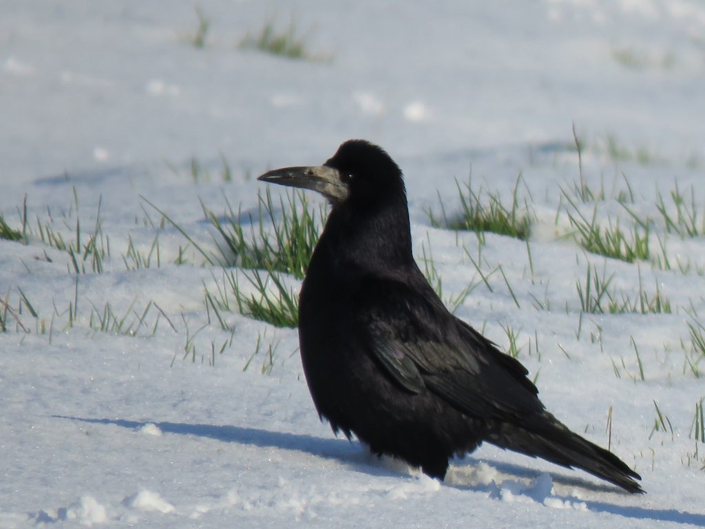 A Rook Corvid