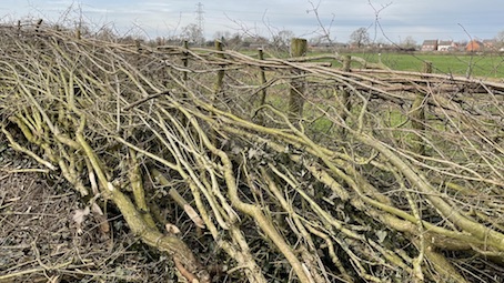 A laid hedge