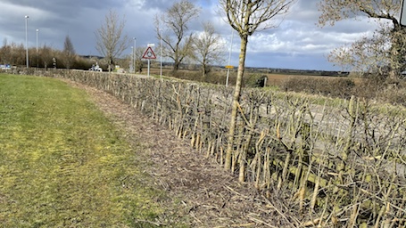 Flailed hedge