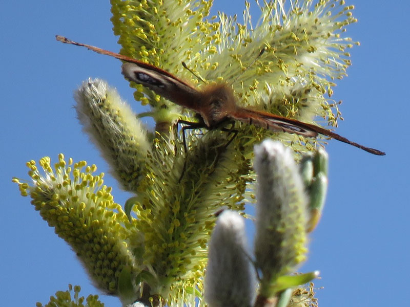 Sallow Tree