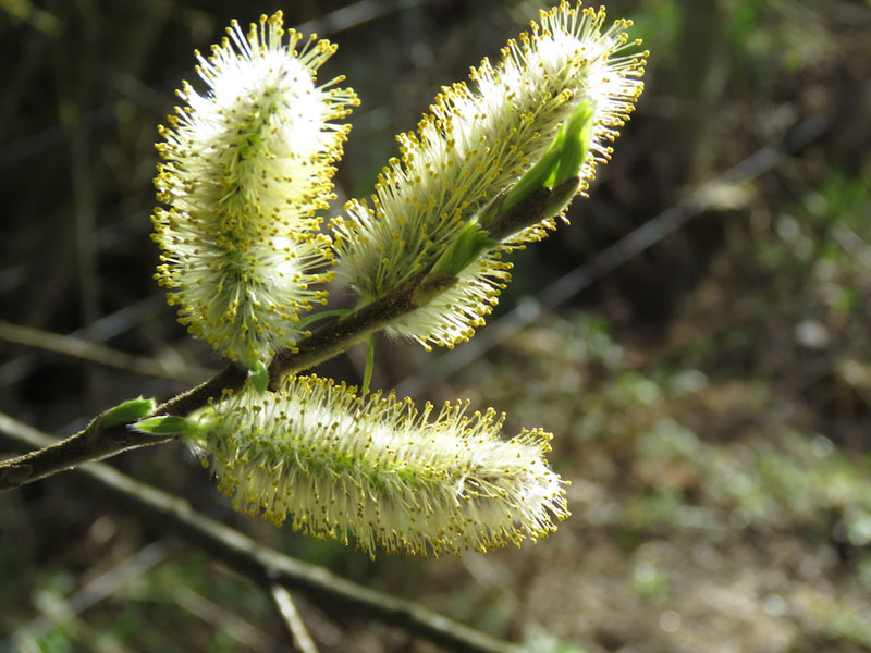 Sallow Tree