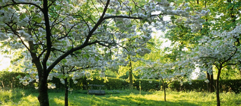 Trees in bloom at Whipsnade Tree Cathedral, Bedfordshire.
National Trust