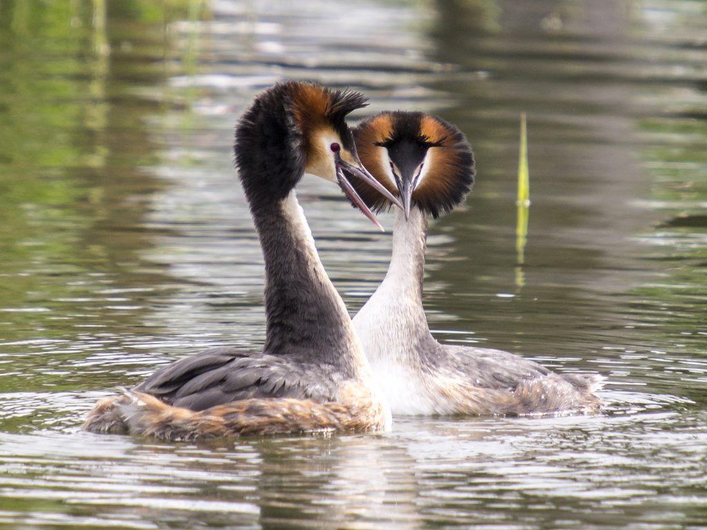 Great crested grebe display