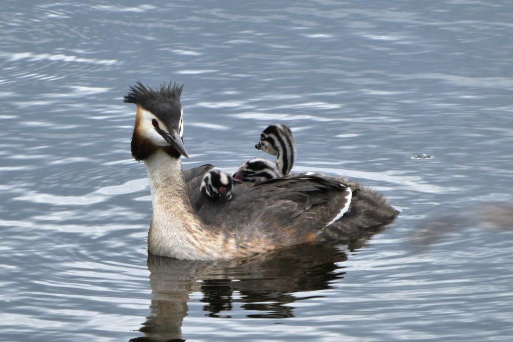 Great crested grebe with young