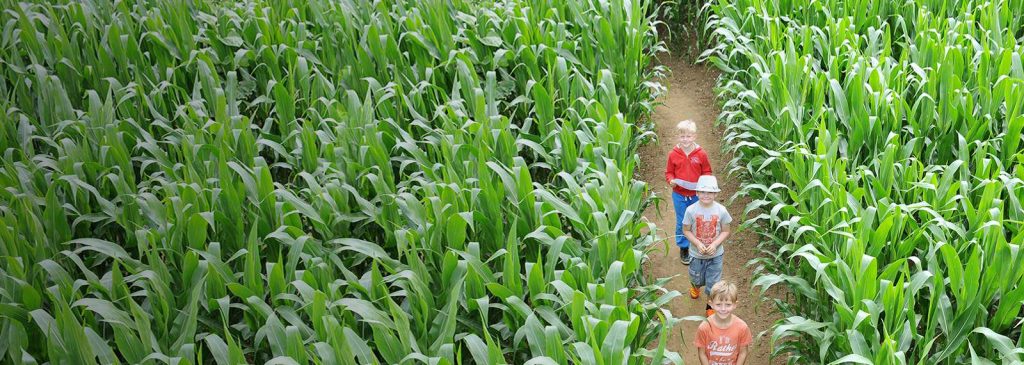 Wistow Maze