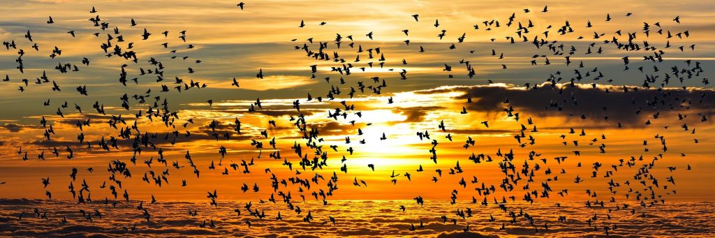 Flocks of migrating birds