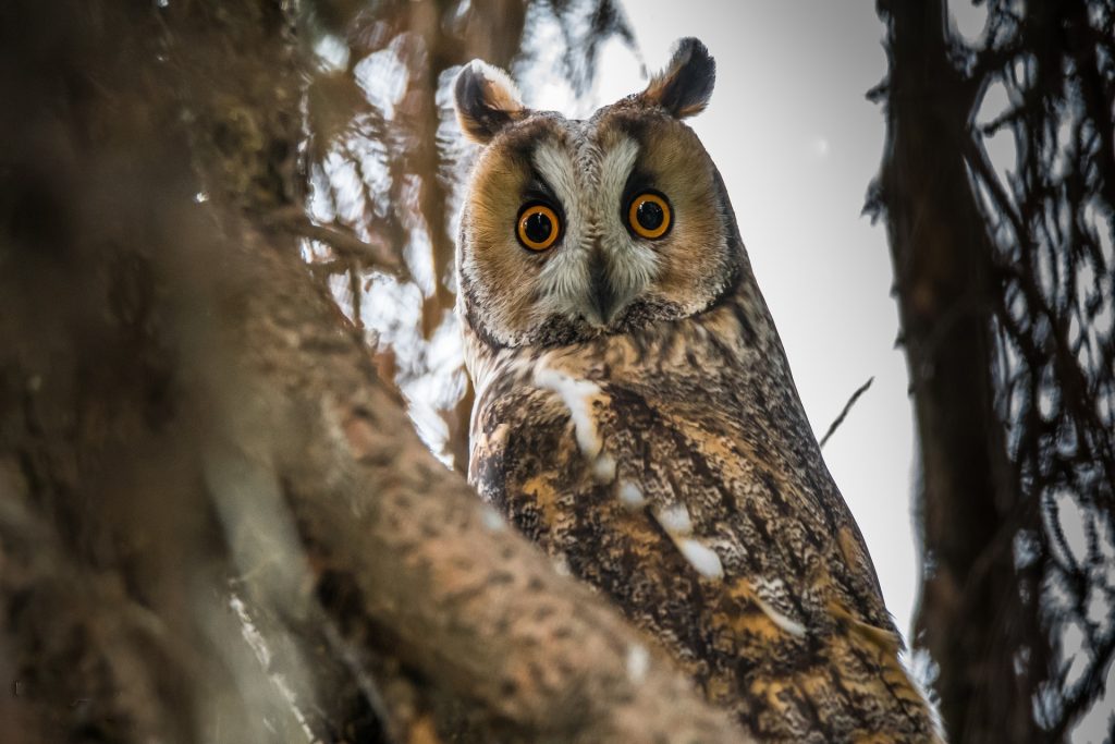 Long-eared owl