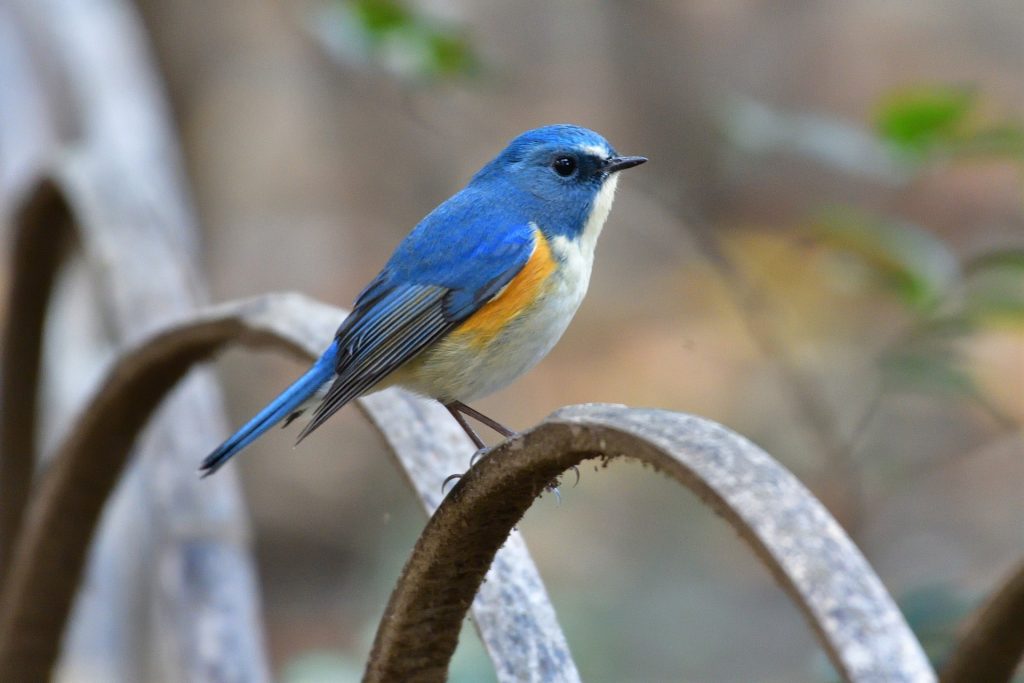 Red flanked bluetail