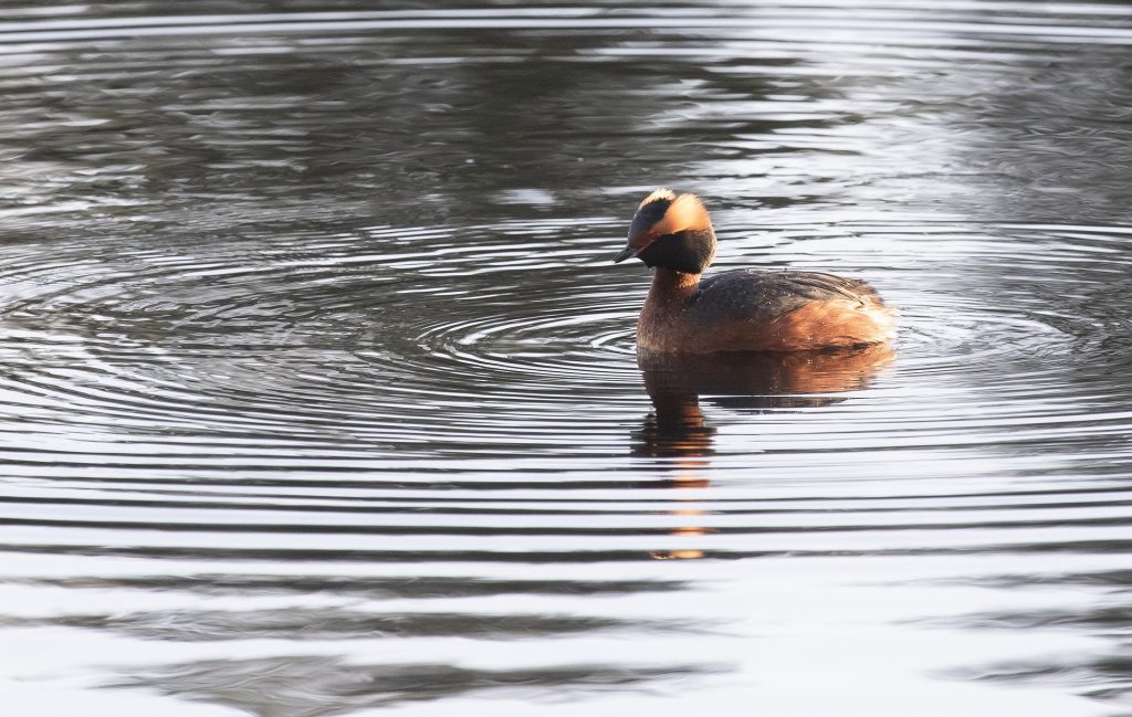 Slavonian Grebe