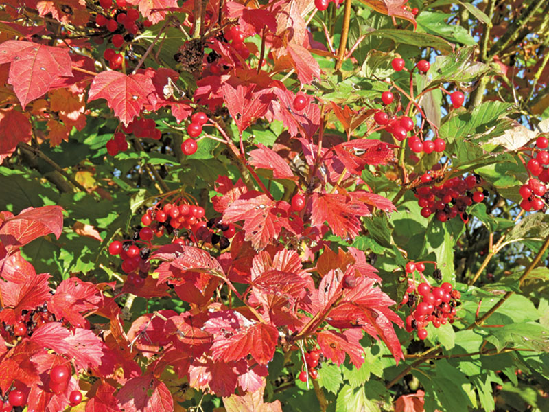 Autumnal colours of the Guelder Rose