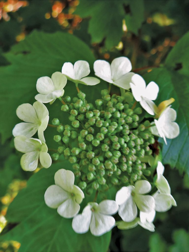 Guelder Rose floret