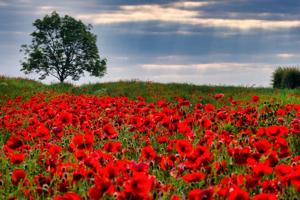 Field of poppies