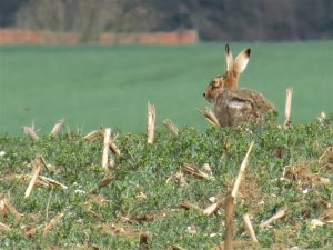 Mad March Hare