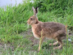 The Brown Hare