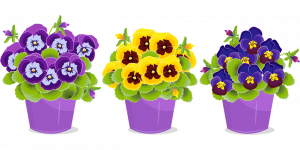 Pansies