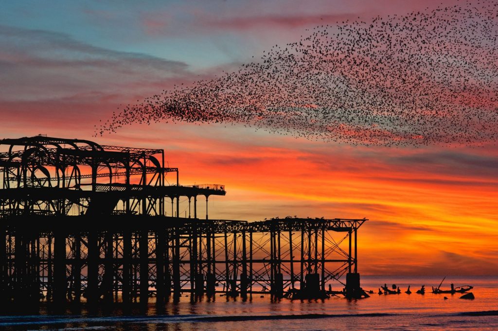 Starling murmuration