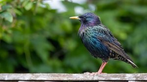 Starling