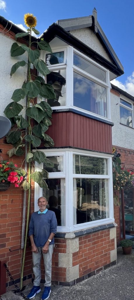 5m tall sunflower