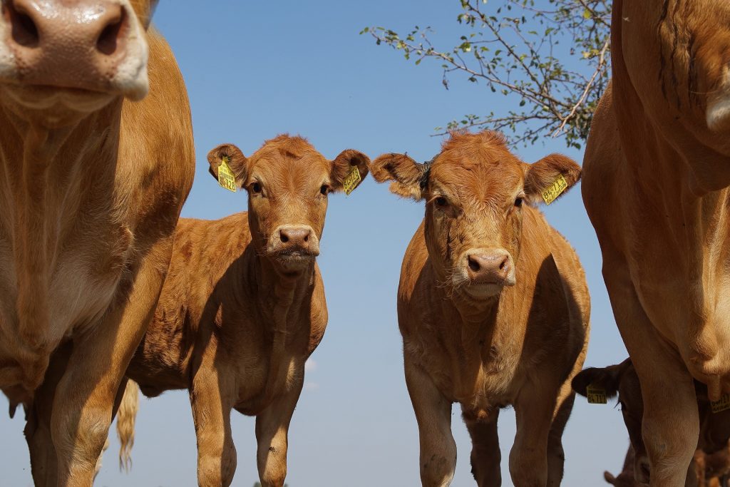 Limousin calves