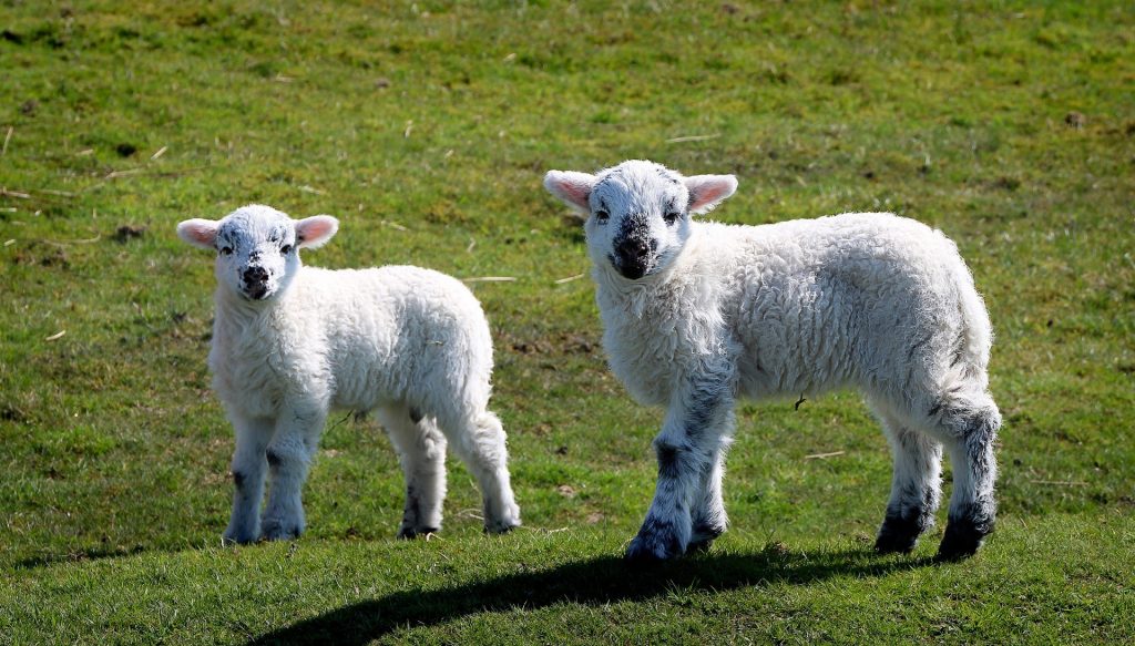 Lambs