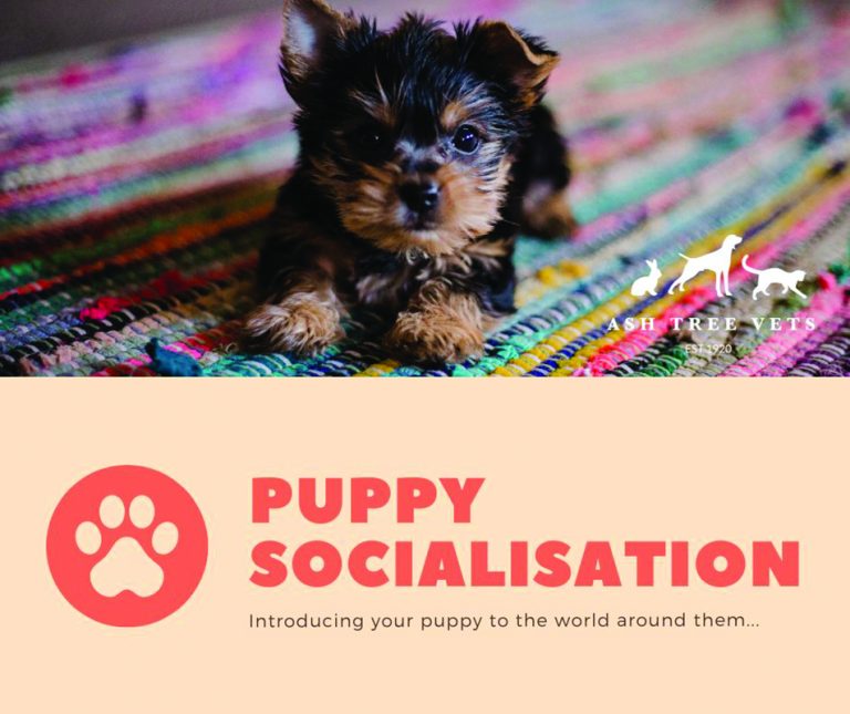 Introducing Your Puppy to the World Around them... Kibworth