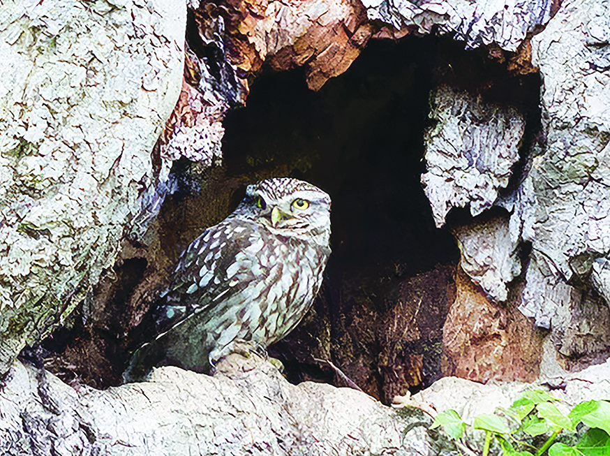 Little Owl