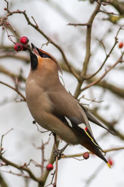 Waxwing eating berries