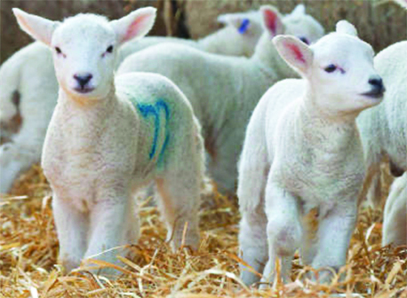 Lambs at the open day, Bridge 67, Kibworth