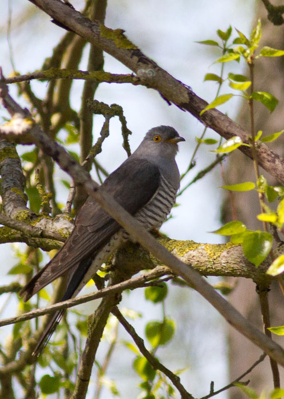 Common Cuckoo