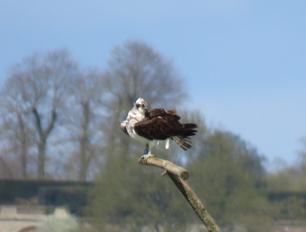 Osprey