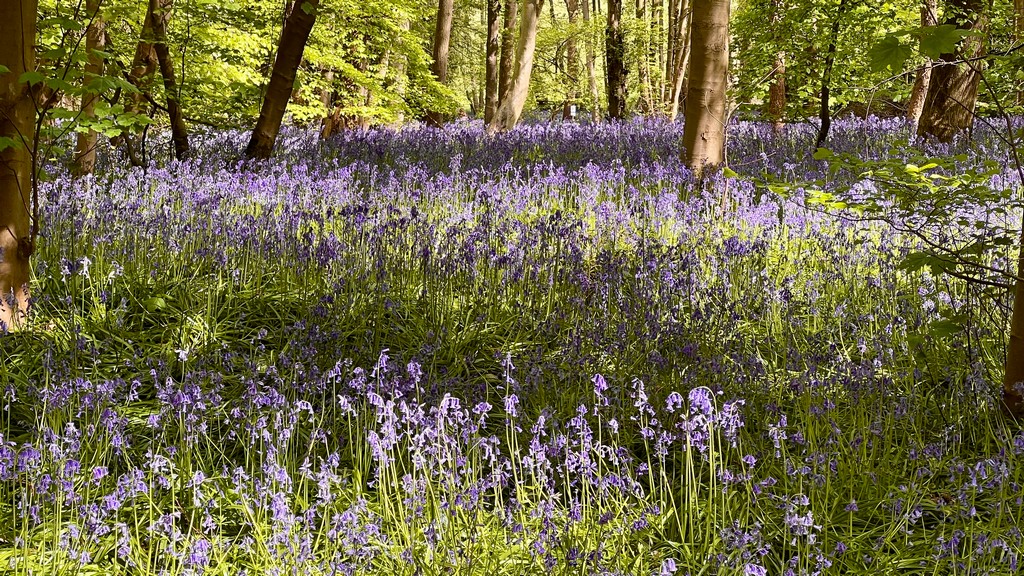 Gumley bluebells