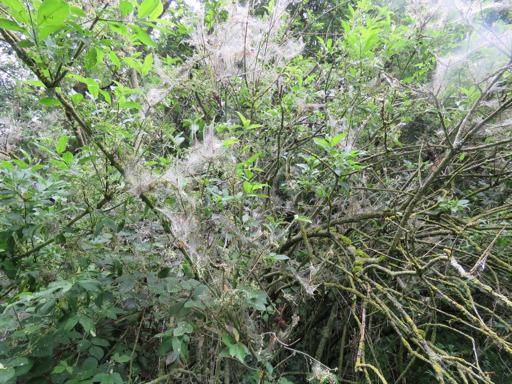Ermine Moth webs