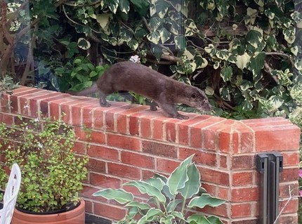 Otterly amazing!