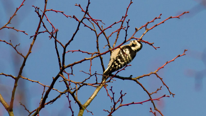 The Lesser Spotted Woodpecker
