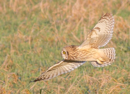 Short-eared owl