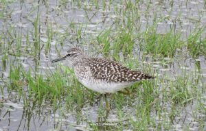 Wood Sandpiper