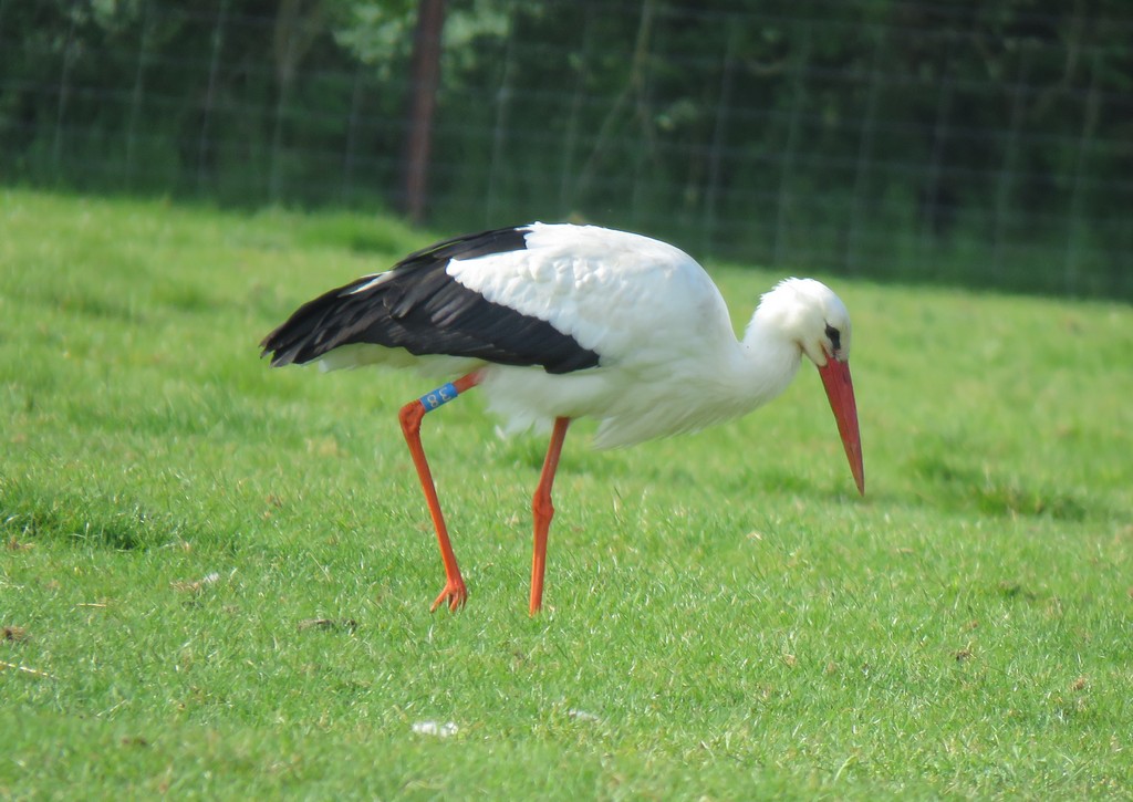 White Stork Introduction